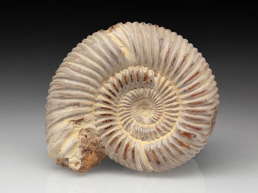 Divisosphinctes (Perisphinctes)