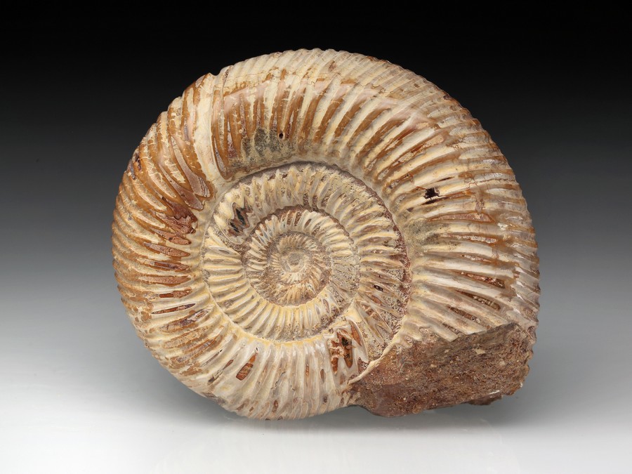 Divisosphinctes (Perisphinctes)