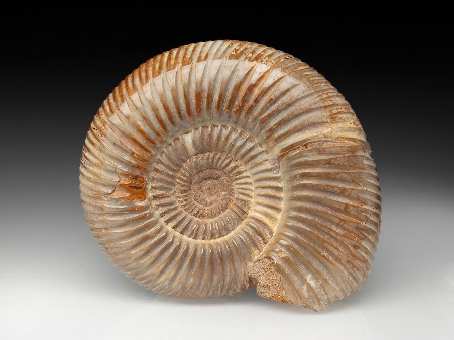 Divisosphinctes (Perisphinctes)