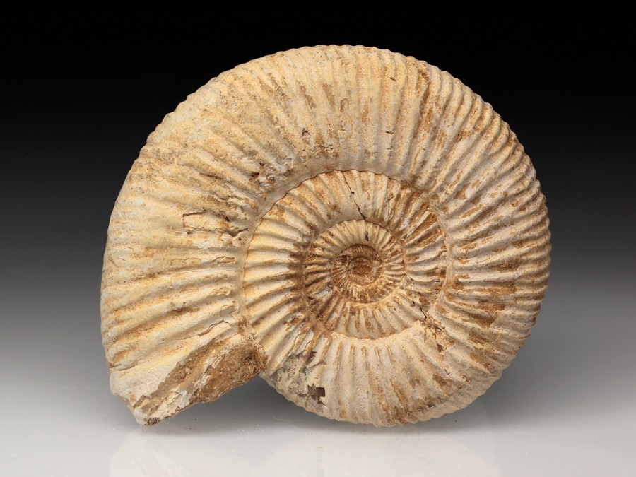 Divisosphinctes (Perisphinctes)