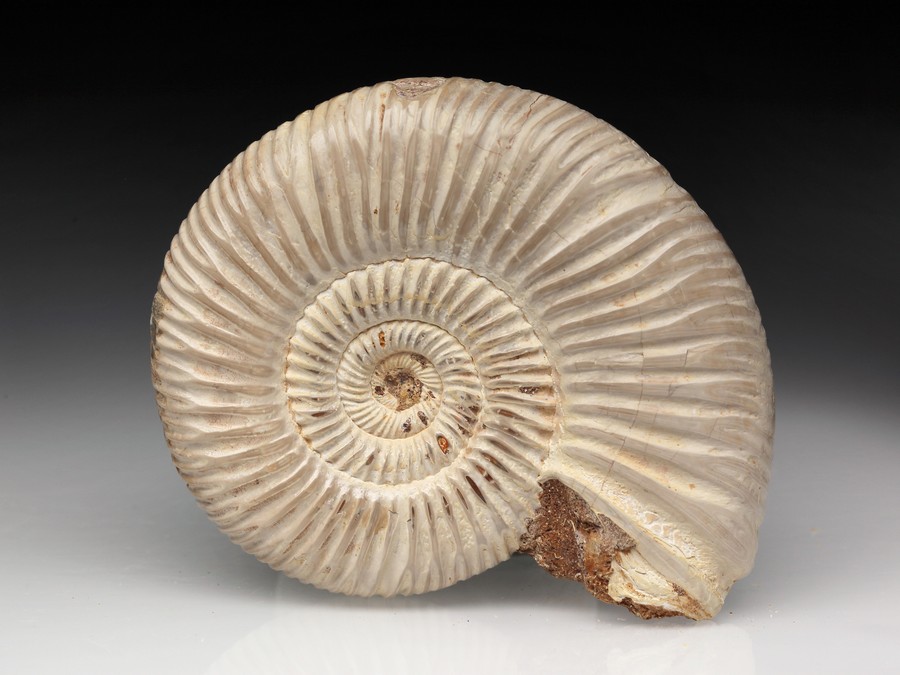 Divisosphinctes
                                          (Perisphinctes)