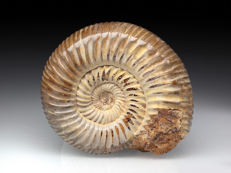 Divisosphinctes (Perisphinctes)