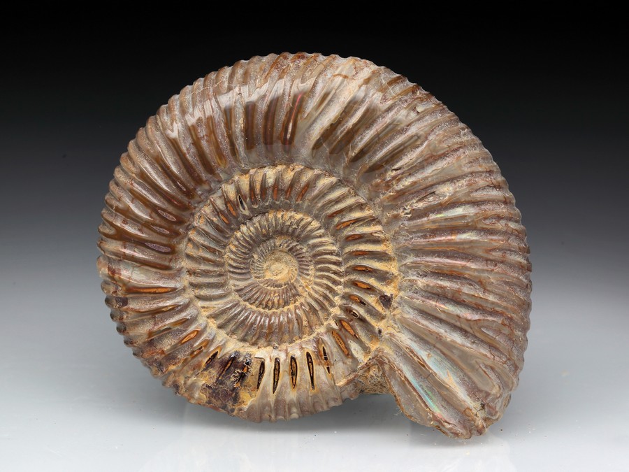 Divisosphinctes (Perisphinctes)