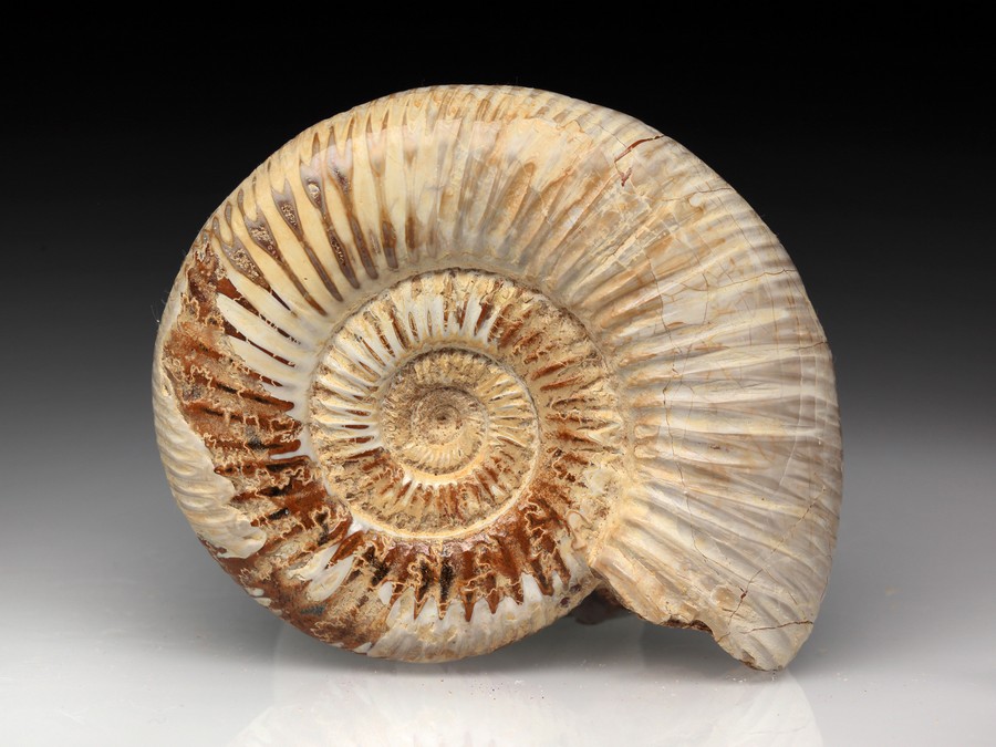 Divisosphinctes (Perisphinctes)