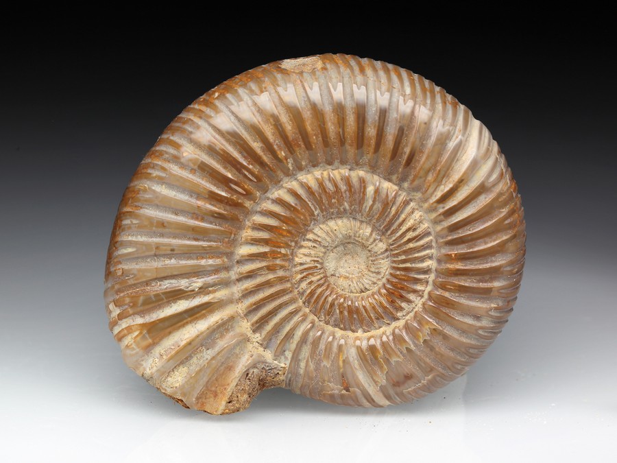 Divisosphinctes
                                          (Perisphinctes)