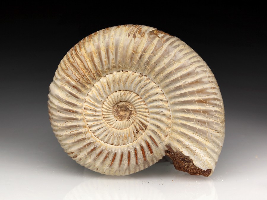 Divisosphinctes (Perisphinctes)