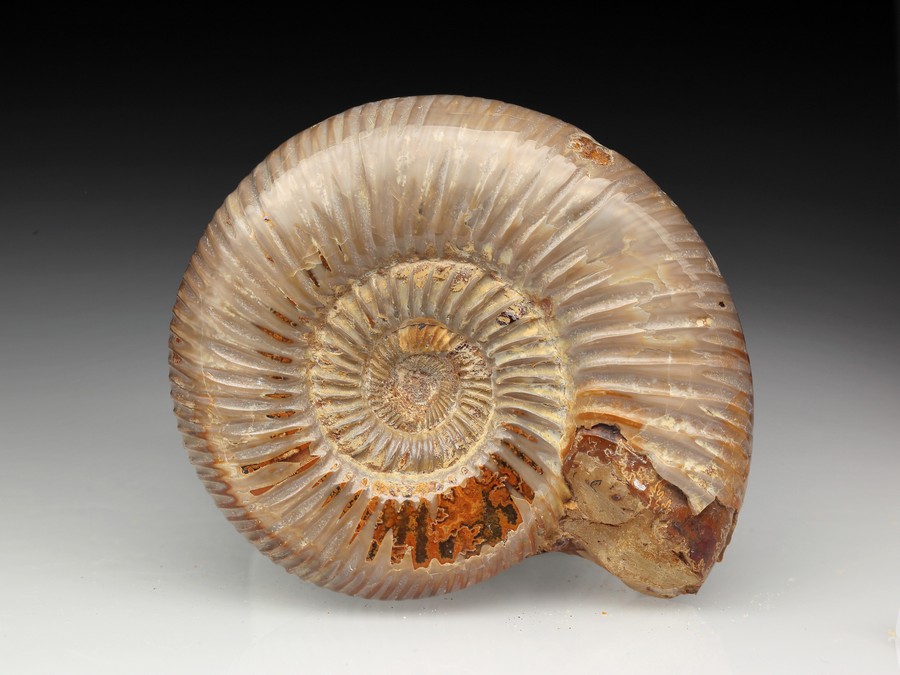 Divisosphinctes (Perisphinctes)