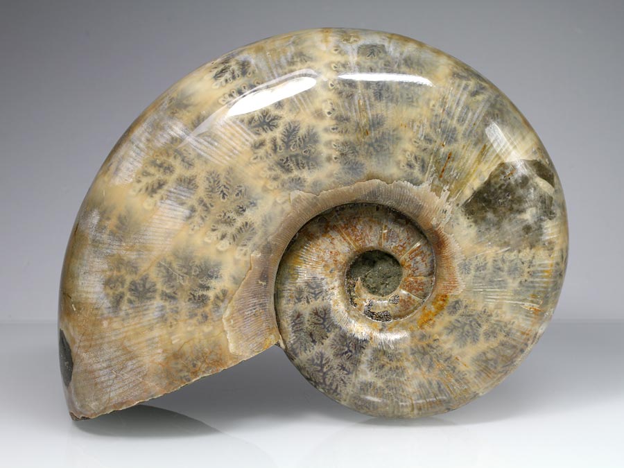 Perlmuttammonit
                                aus Madagaskar