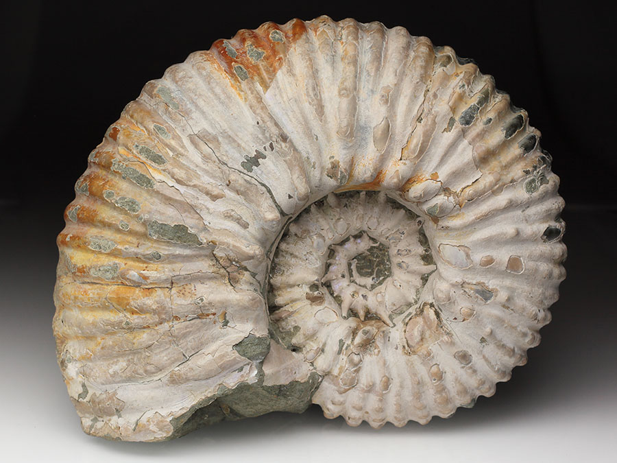 Douvilleiceras
                                mammillatum