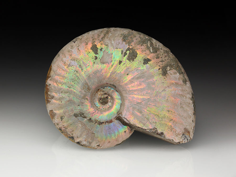 Cleoniceras
                                besairiei