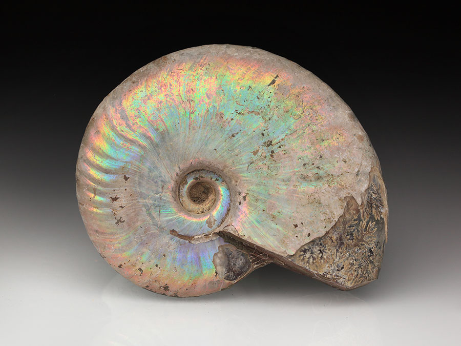 Cleoniceras
                                besairiei