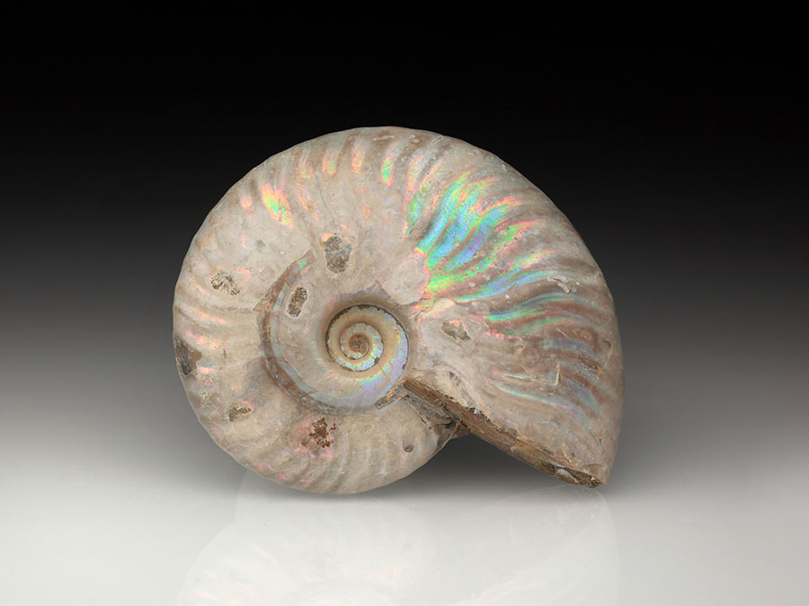 Cleoniceras
                                besairiei