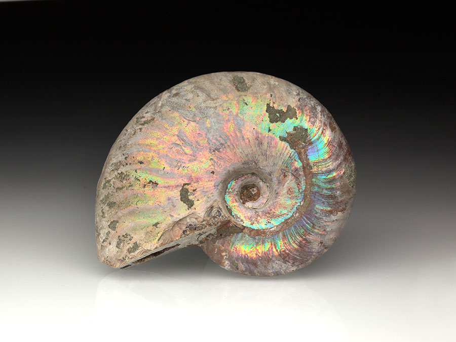 Cleoniceras
                                besairiei