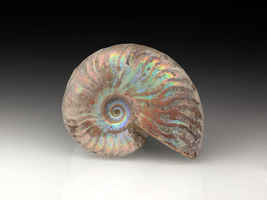 Cleoniceras
                                besairiei