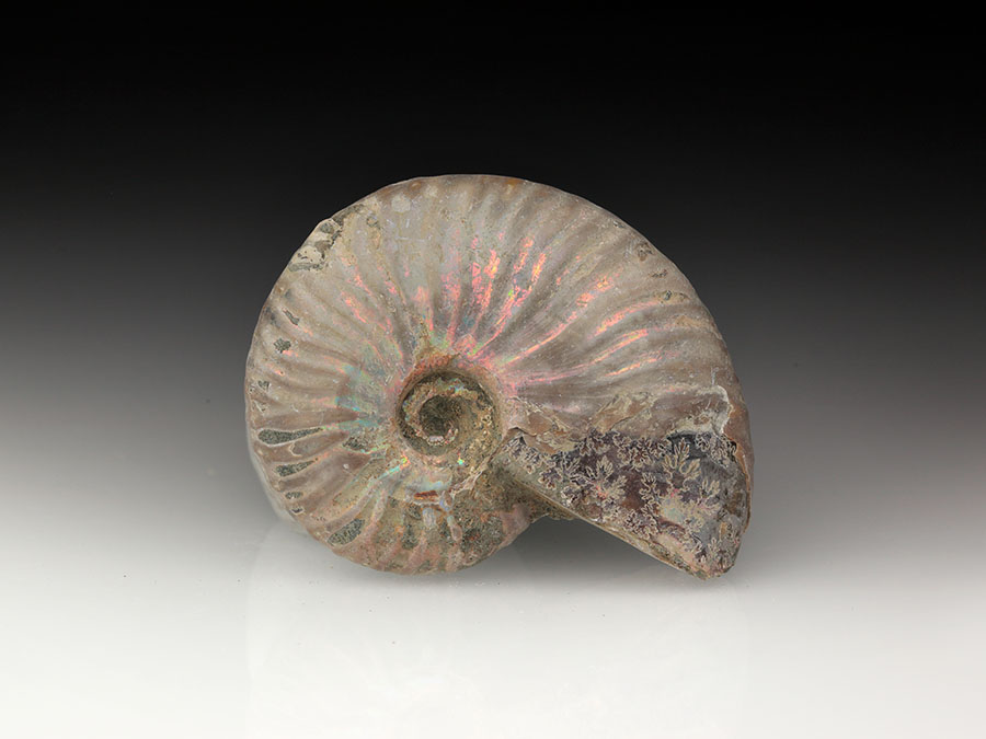 Cleoniceras
                                besairiei