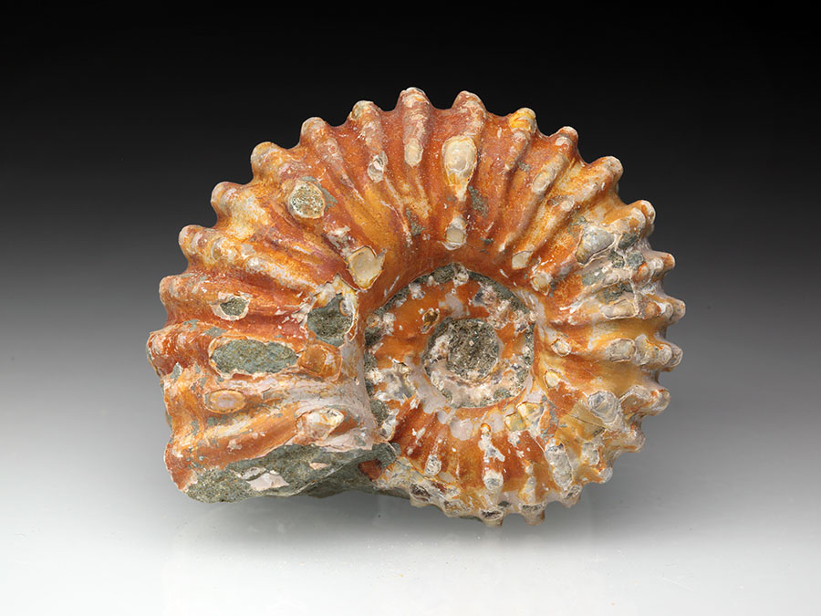 Douvilleiceras
                                mammillatum