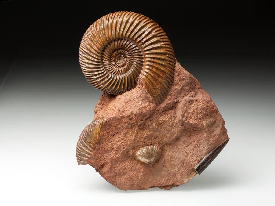 Ammonitenstufen
aus Sengenthal