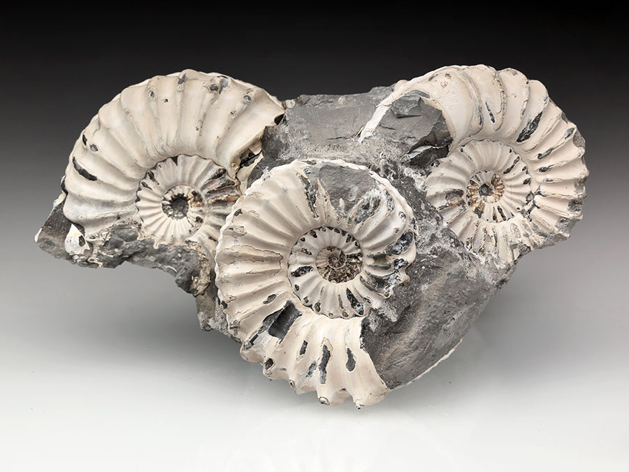 3
Pleuroceras spinatum p+n