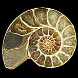 Ammonitenpärchen aus Madagaskar