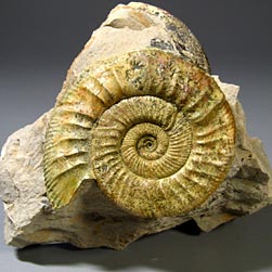 Ammoniten aus Deutschland