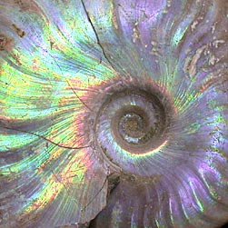 Perlmutt-Ammoniten aus Madagaskar