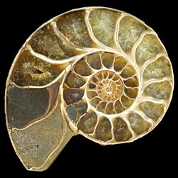 Ammoniten-Prchen aus Madagaskar