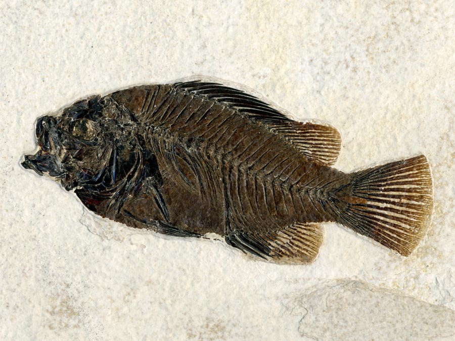 versteinerter Fisch aus
                                          Wyoming (Barsch)