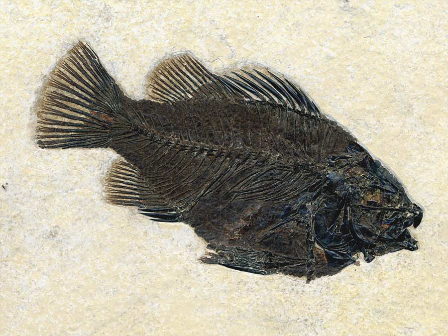 versteinerter
                                  Fisch aus Wyoming (Knochenfisch)