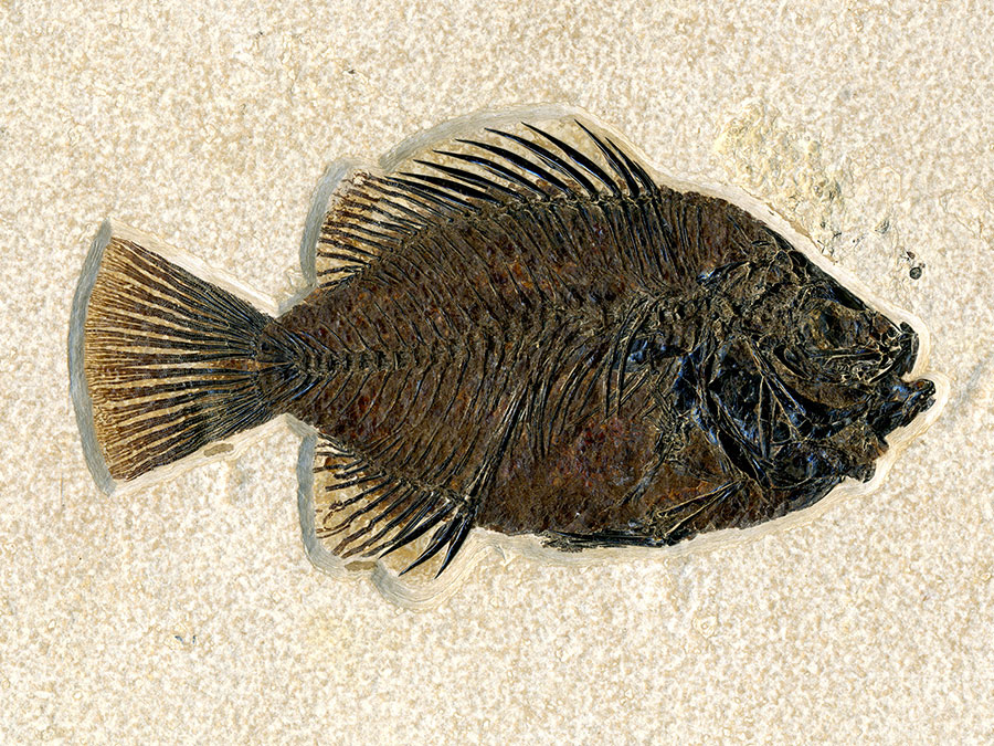 versteinerter
                                  Fisch aus Wyoming (Barsch)