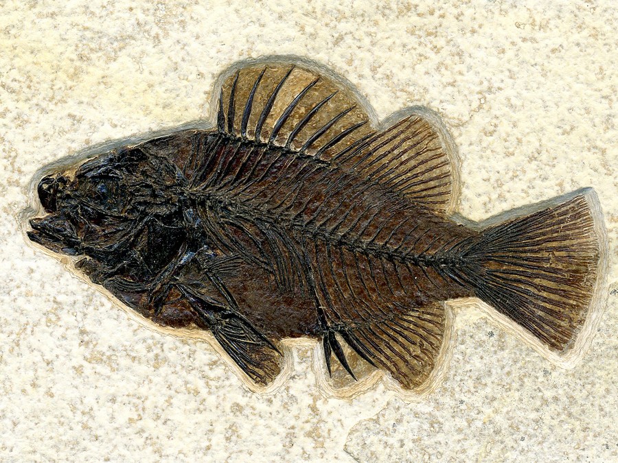 Barsch:
                                  Priscacara liops