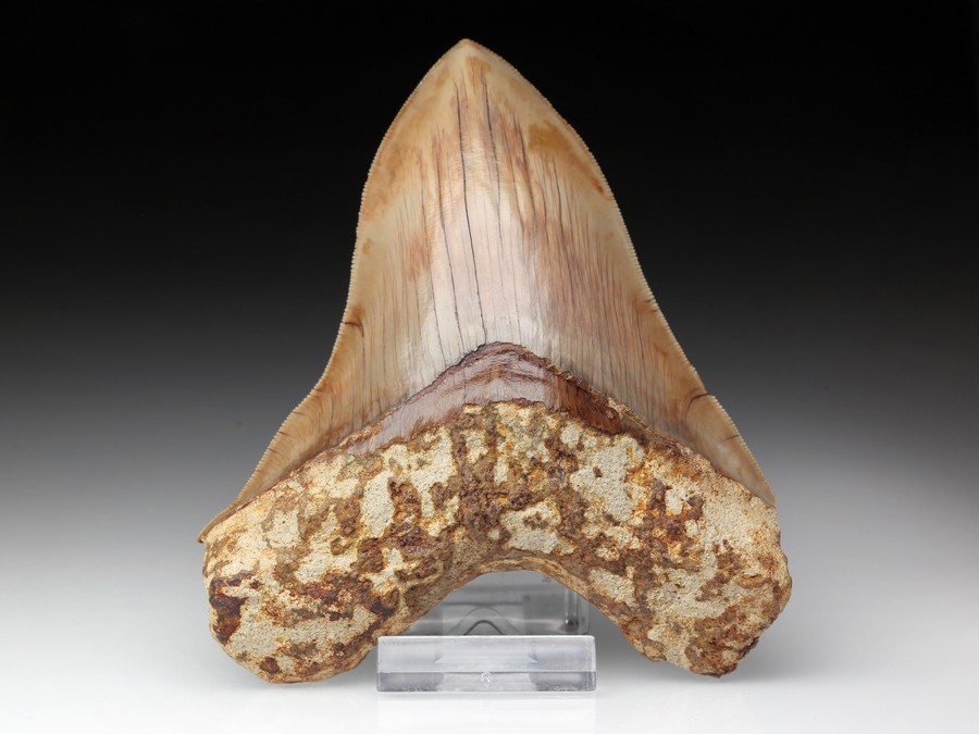 Megalodon-Zahn mit
                                          Serration