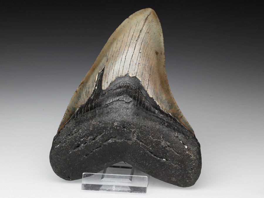 Megalodon-Zahn mit Serration