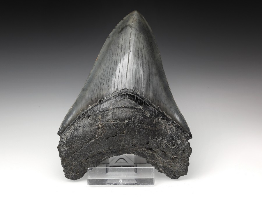 Megalodon-Zahn mit Serration