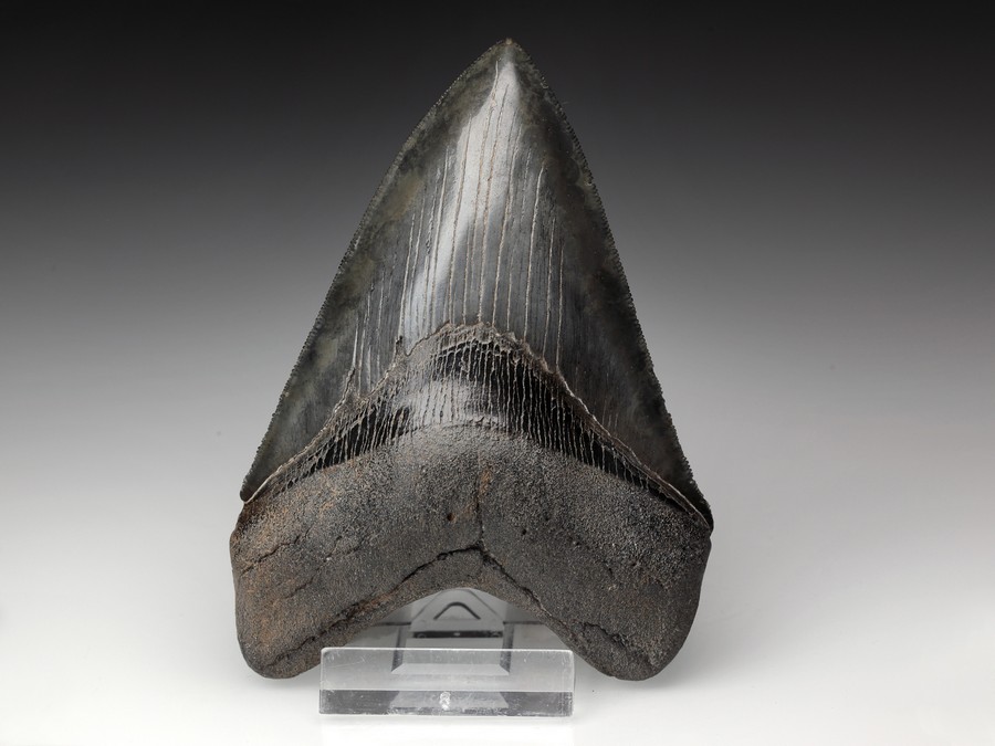 Megalodon-Zahn mit
                                          Serration