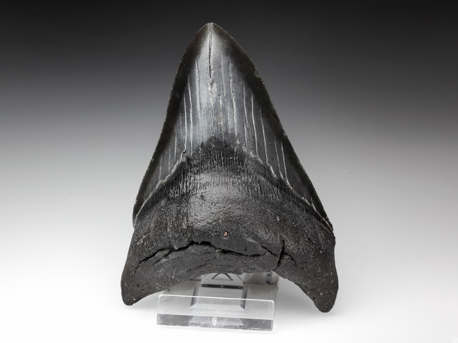 Megalodon-Zahn mit Serration