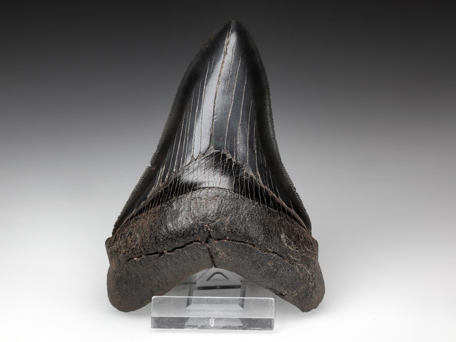 Megalodon-Zahn mit
                                          Serration