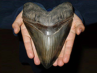 Haizähne vom größten Hai der Erdzeit: Carcharocles megalodon