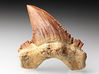 Palaeocarcharodon aus Marokko