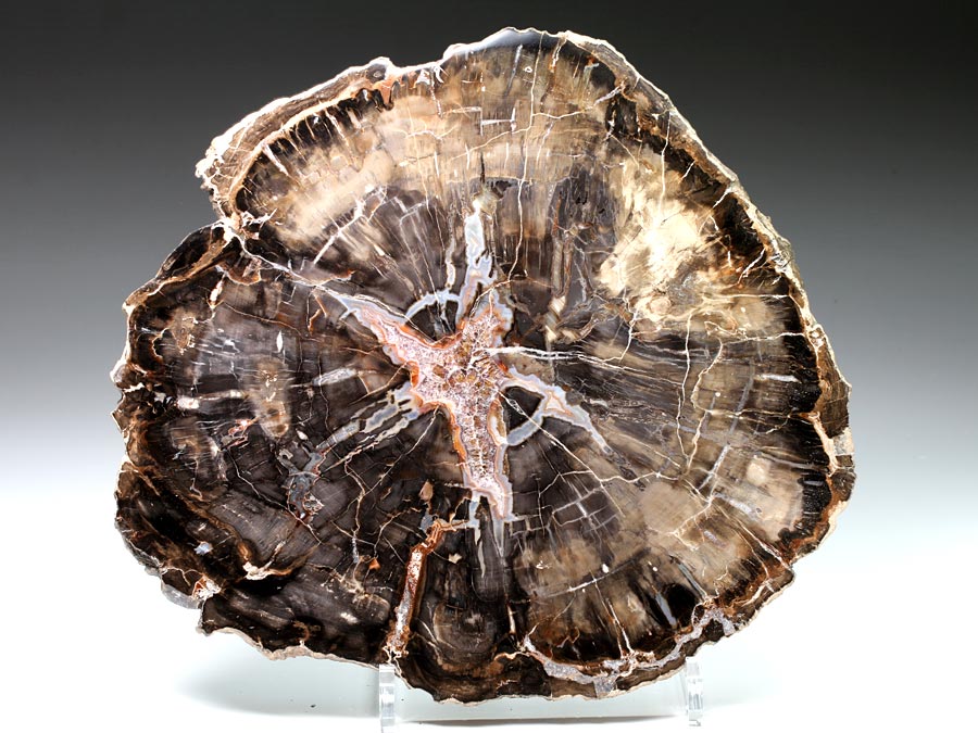 versteinertes
                                Nadelholz aus Madagaskar