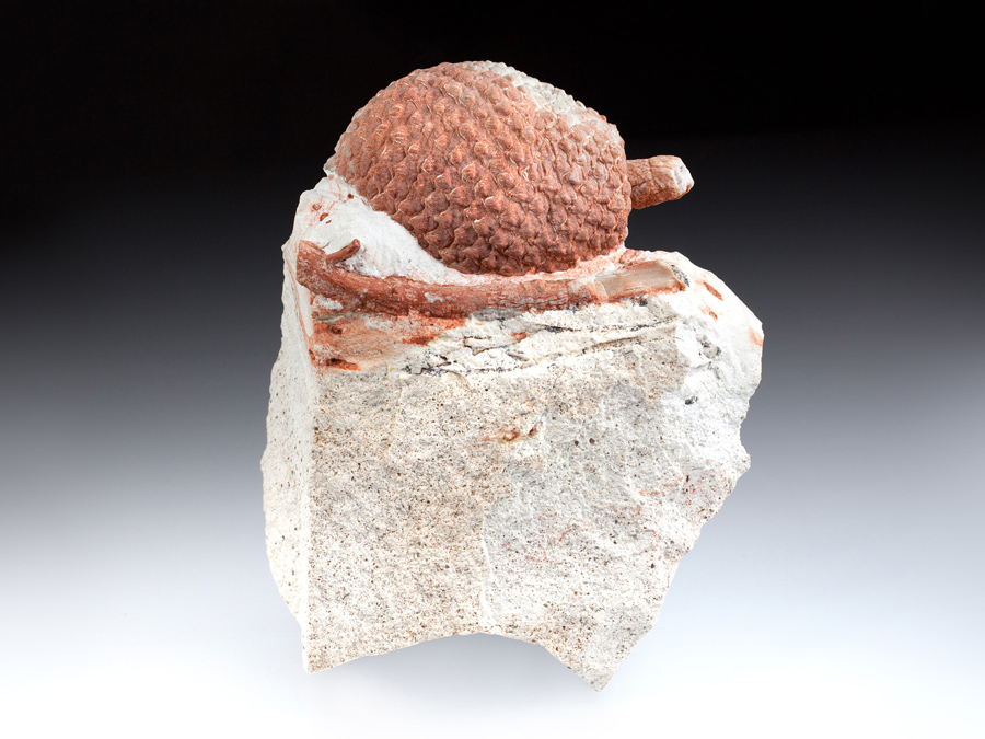 Araukarienzapfen
                                aus Patagonien