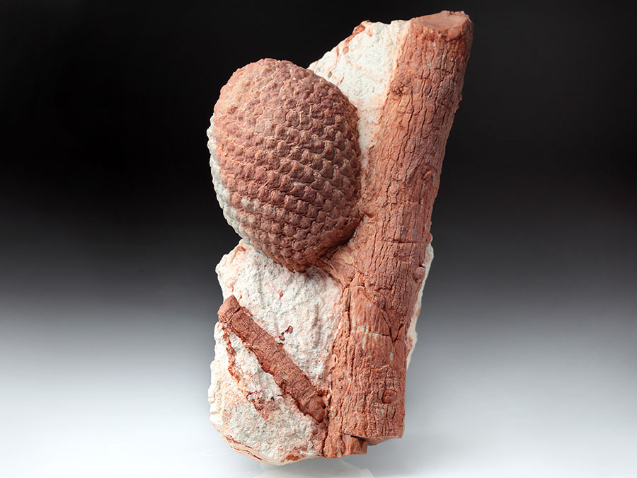 Araukarienzapfen
                                auf Matrix