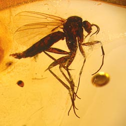 Insekten: Mücke aus dem Baltischen Bernstein