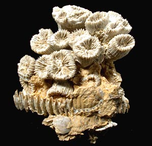 Koralle (Thecosmilia) aus Nattheim