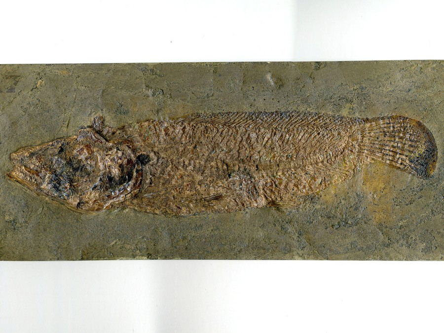 Schlammfisch,
                                Cyclurus kehreri