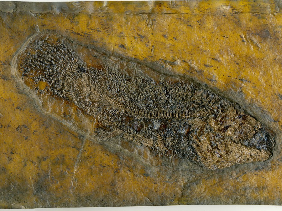 Schlammfisch, Cyclurus
                                        kehreri