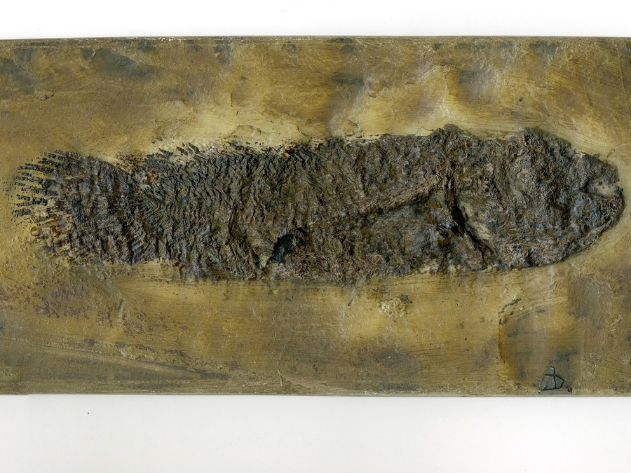 Schlammfisch,
                                Cyclurus kehreri