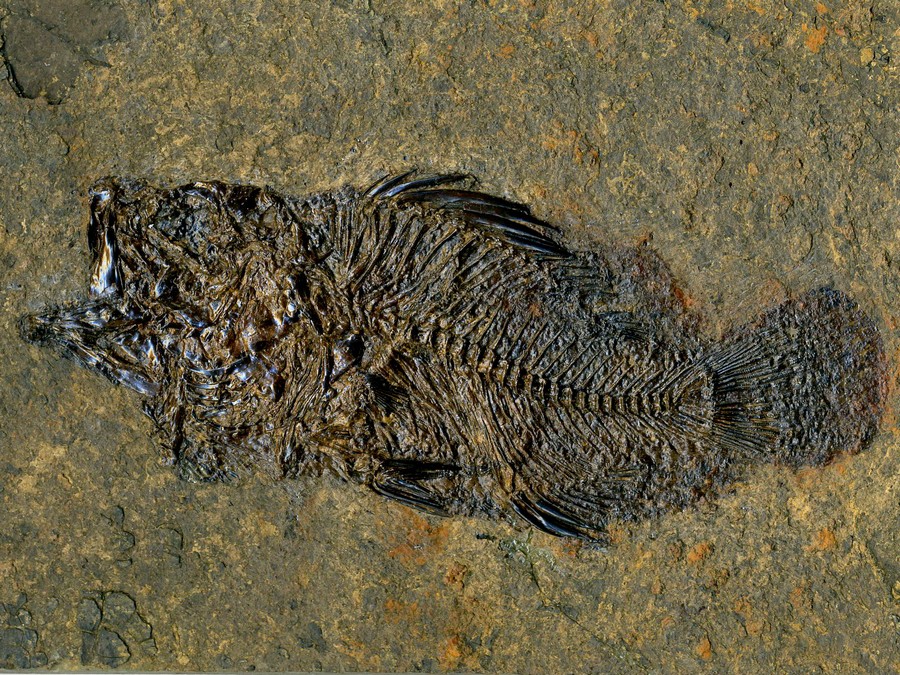 Barsch,
                                Amphiperca