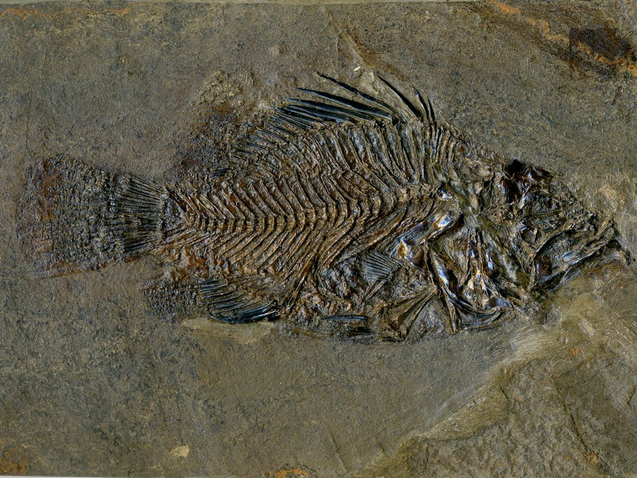 Barsch,
                                Amphiperca