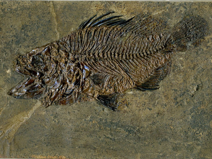 Barsch,
                                Amphiperca