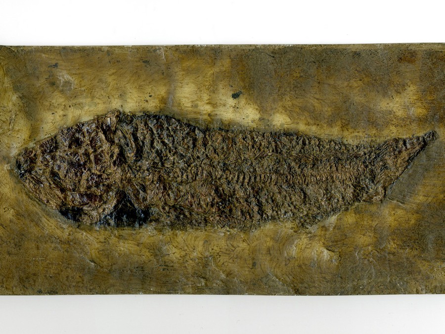 Schlammfisch,
                                Cyclurus kehreri